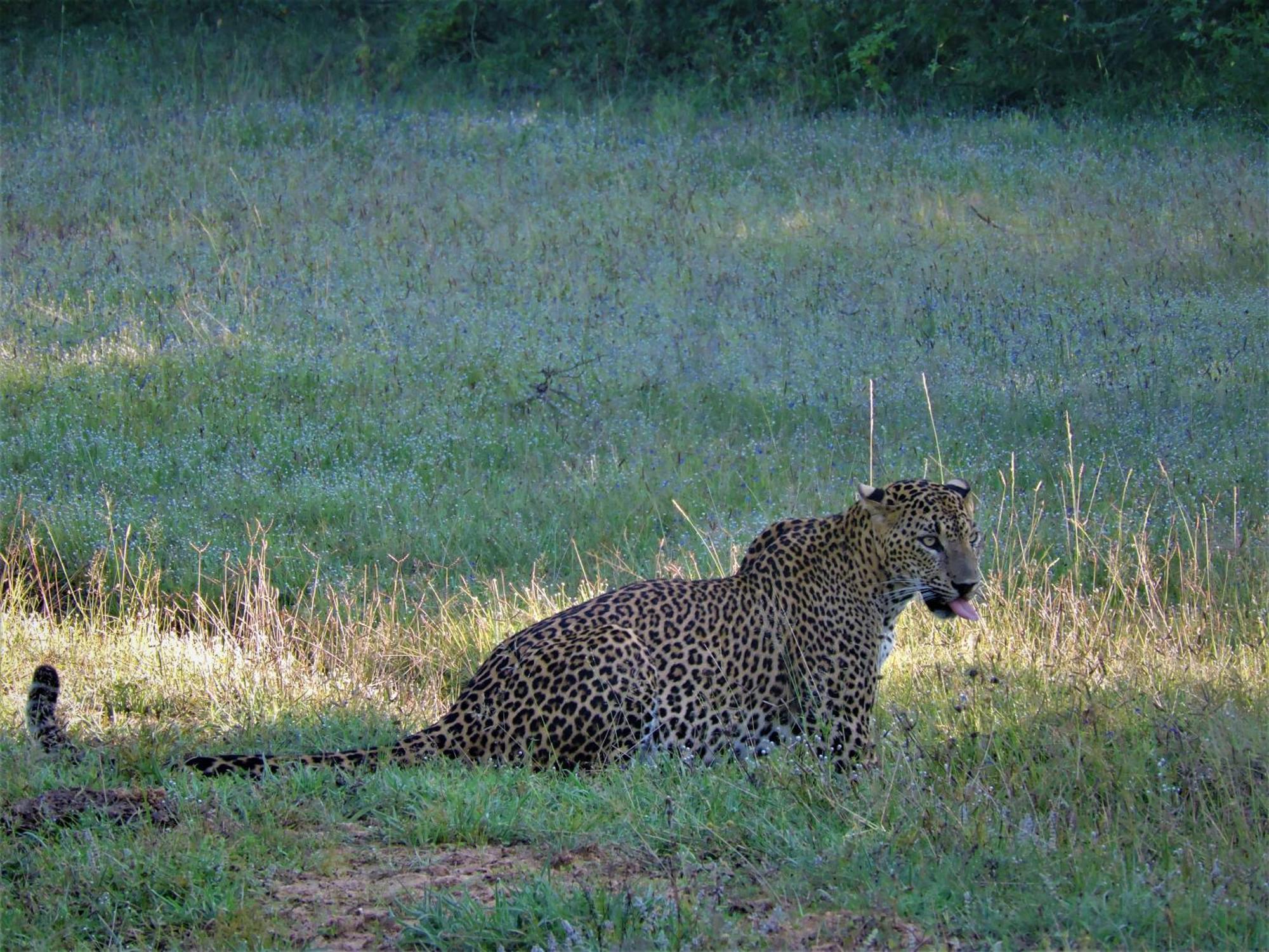 Yala Podi Hoona Bush Camp Hotel Exterior photo